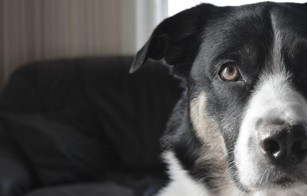 Blanding af racer Milo (Border Collie/Lab.) - VELKOMMEN TIL MILO'S PROFIL! :-) billede 1