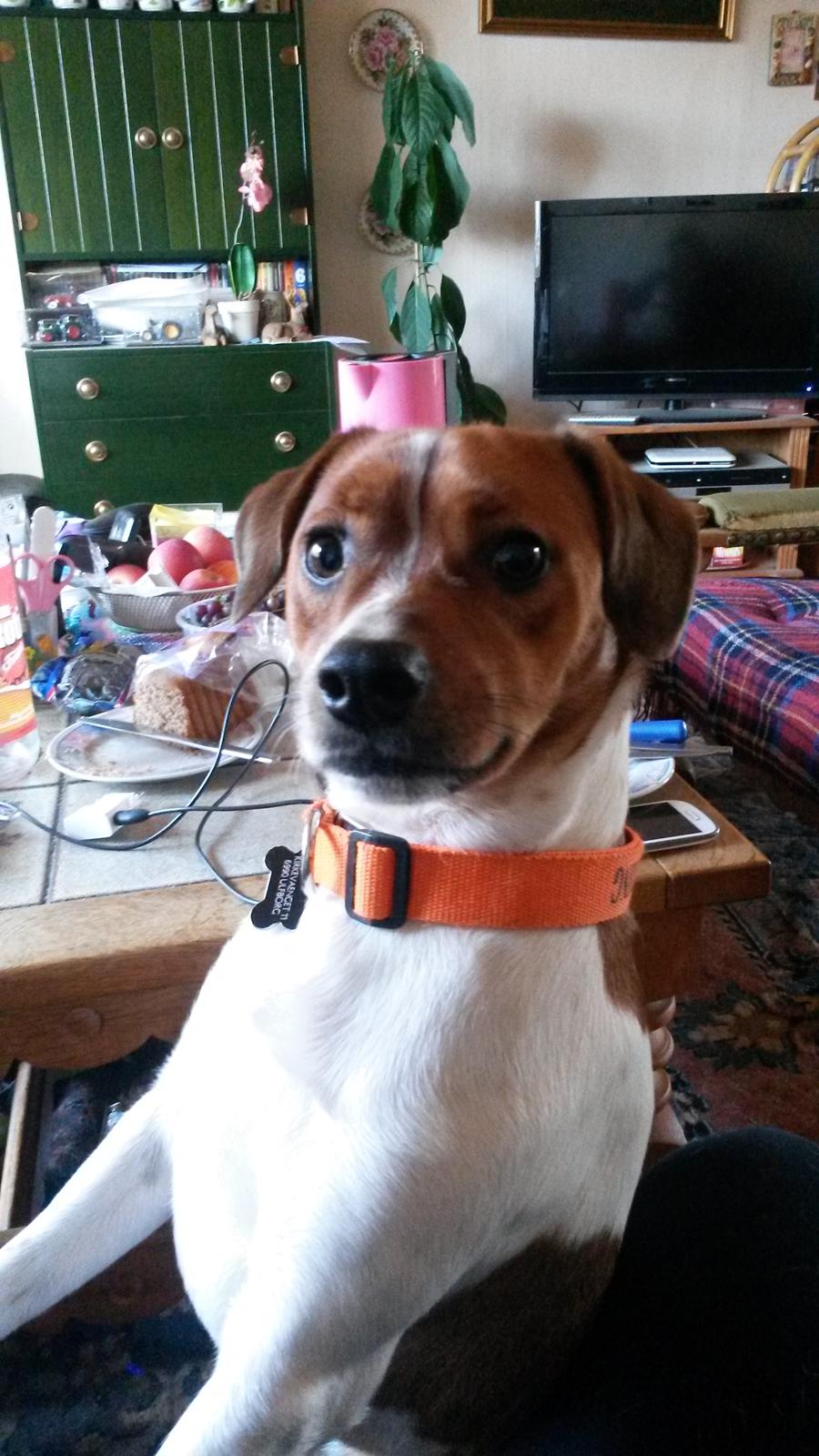 Glathåret foxterrier Jack - fra 2015 billede 1