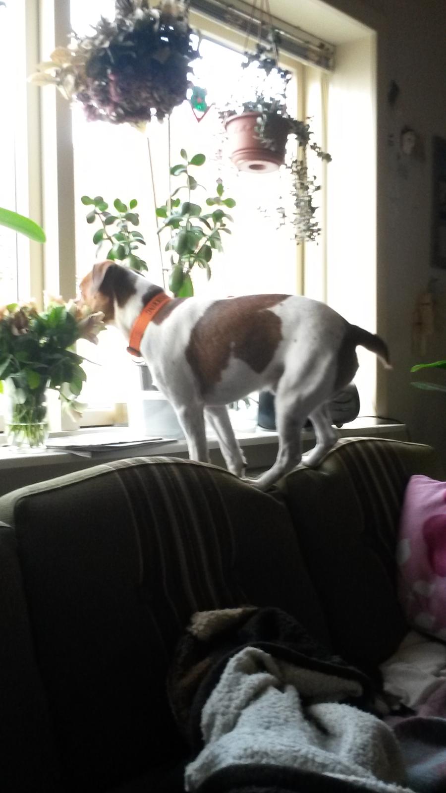 Glathåret foxterrier Jack - fra 2015 billede 17