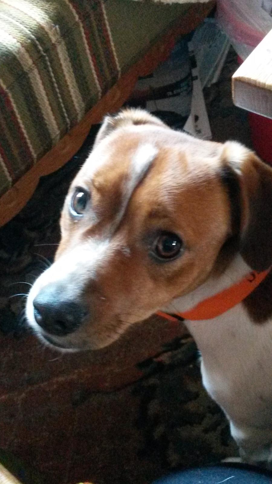 Glathåret foxterrier Jack - fra 2015 billede 16