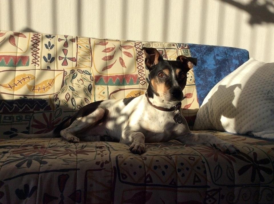 Dansk svensk gaardhund Boldt - Boldt nyder solen, Januar 2016 billede 2