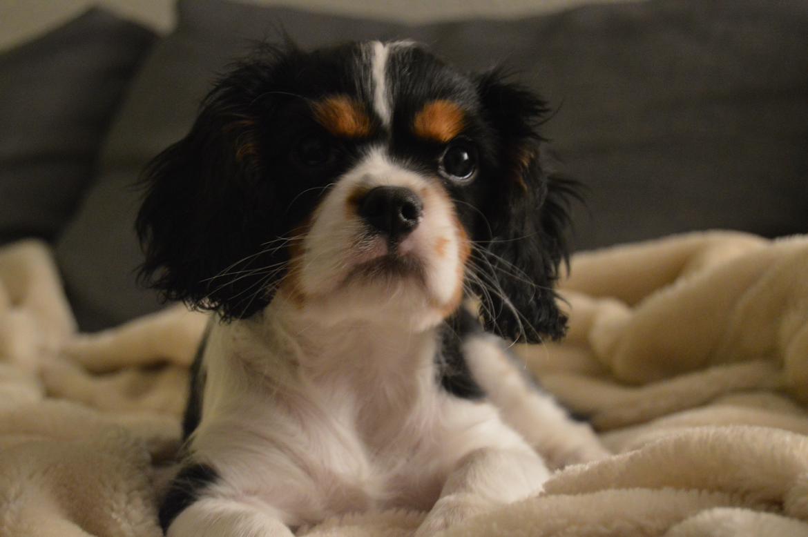 Cavalier king charles spaniel Liva billede 1