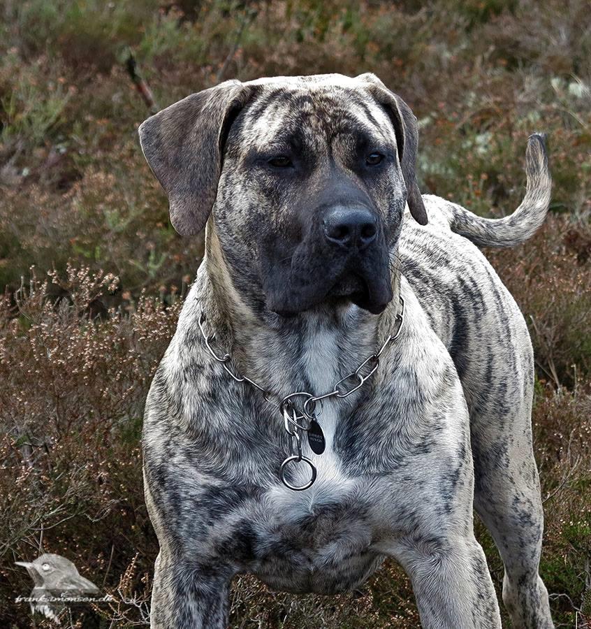 Dogo canario DKCH Aforija Fuerza Bull - 8 måneder billede 6