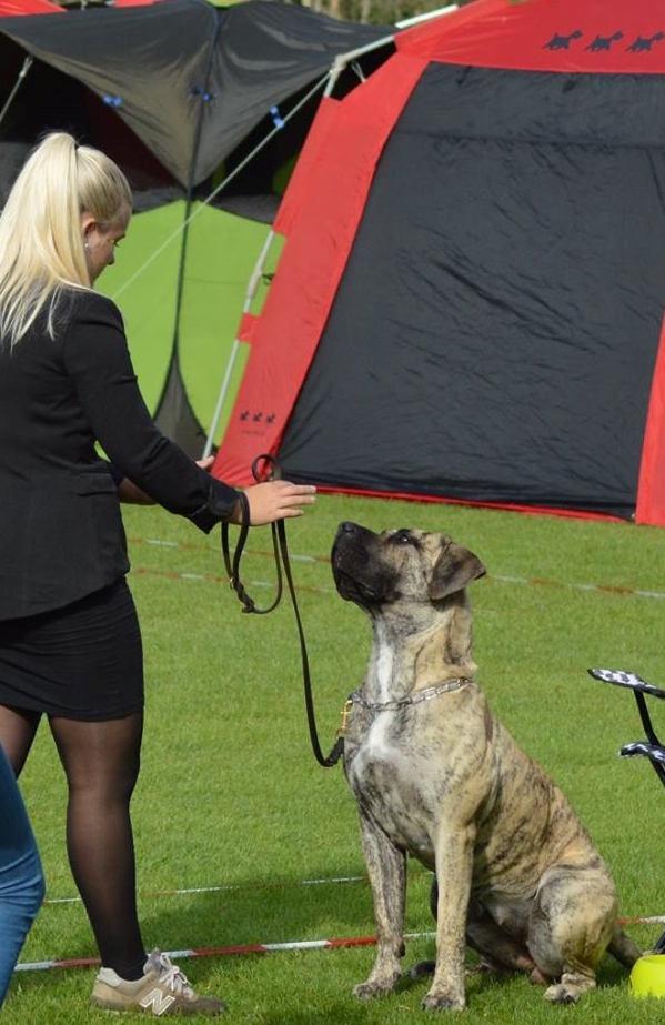 Dogo canario DKCH Aforija Fuerza Bull - Varde august '15 billede 8
