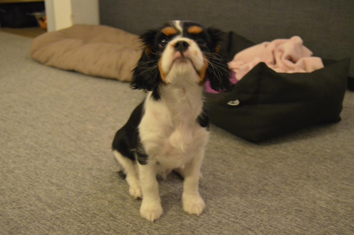 Cavalier king charles spaniel Liva billede 3