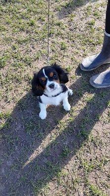 Cavalier king charles spaniel Liva billede 4