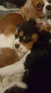 Cavalier king charles spaniel Liva billede 5