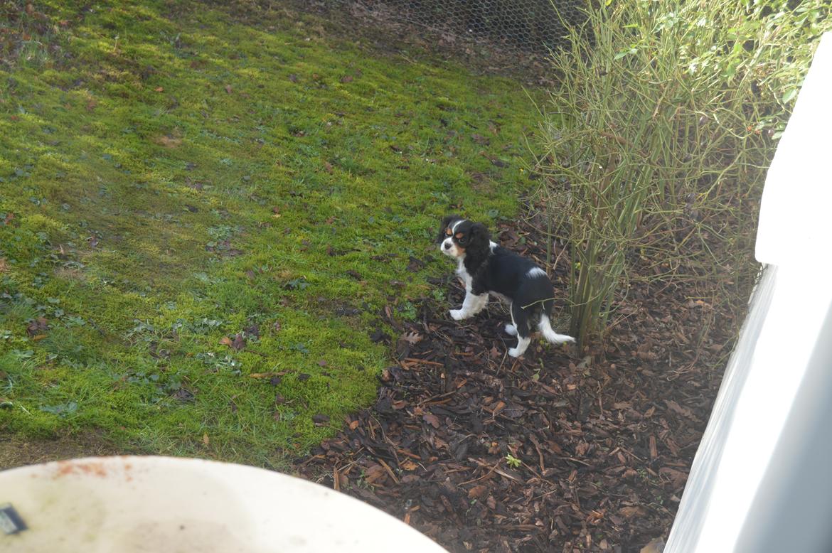 Cavalier king charles spaniel Liva billede 2