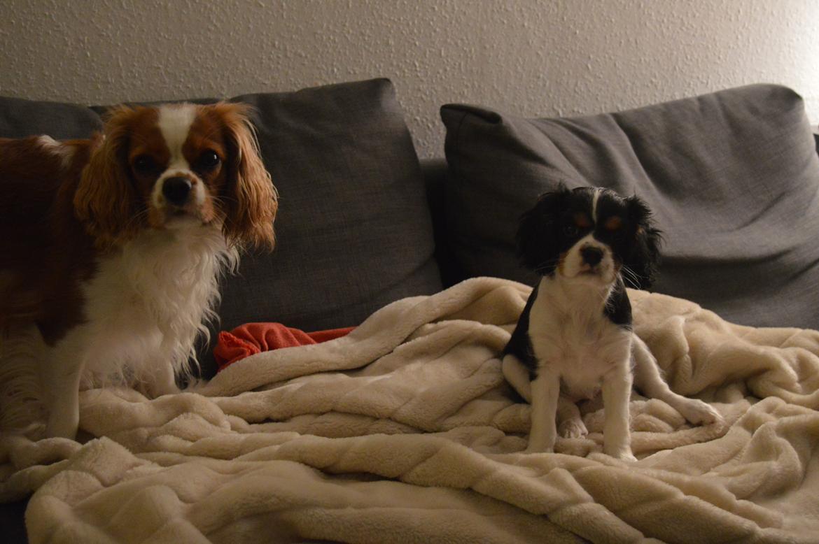 Cavalier king charles spaniel Liva billede 6