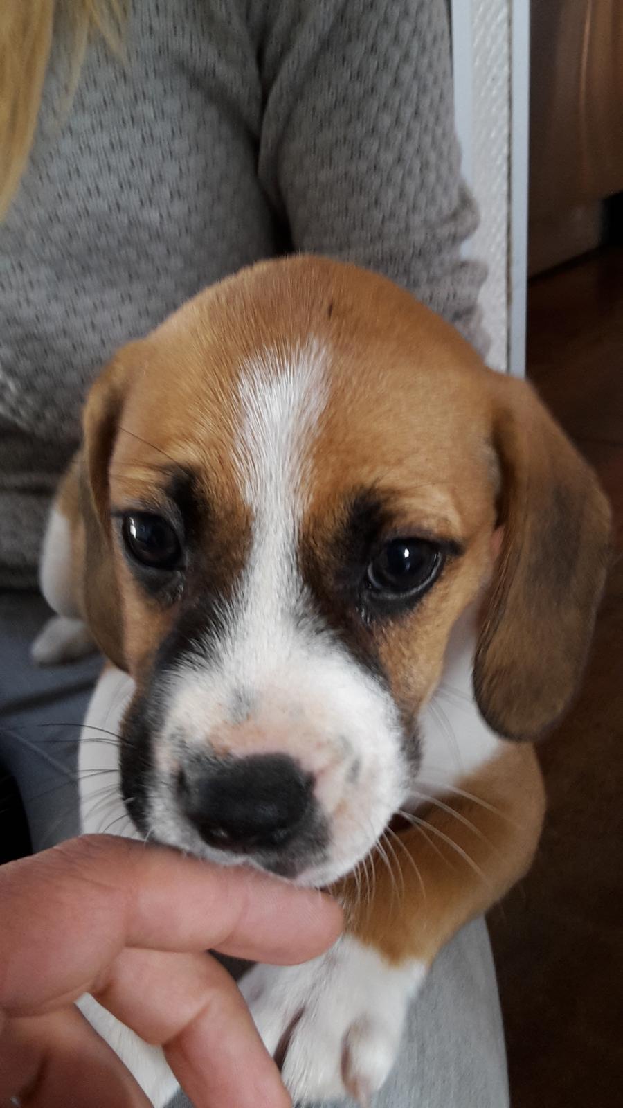 Blanding af racer Beagle/Dansk-svensk gårdhund - Egon - 9 uger billede 2