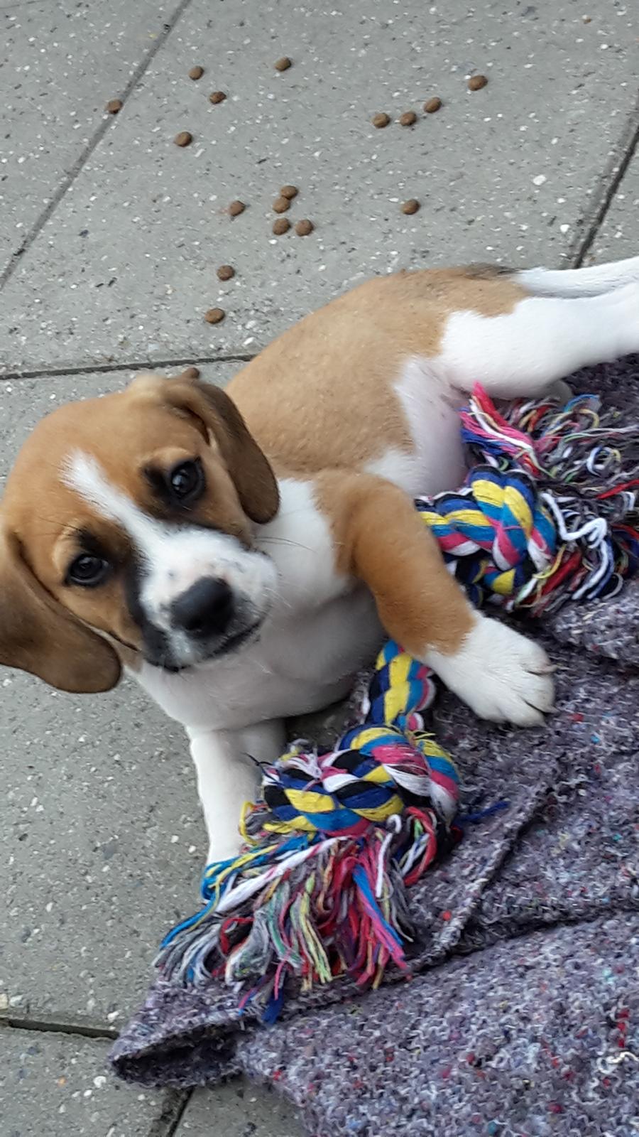 Blanding af racer Beagle/Dansk-svensk gårdhund - Egon - 9 uger billede 3