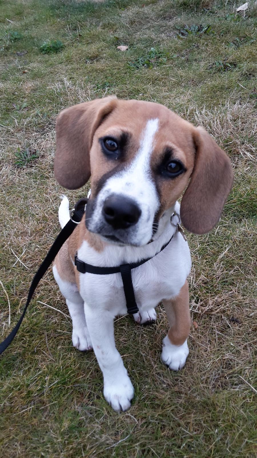 Blanding af racer Beagle/Dansk-svensk gårdhund - Egon - 4 måneder billede 7