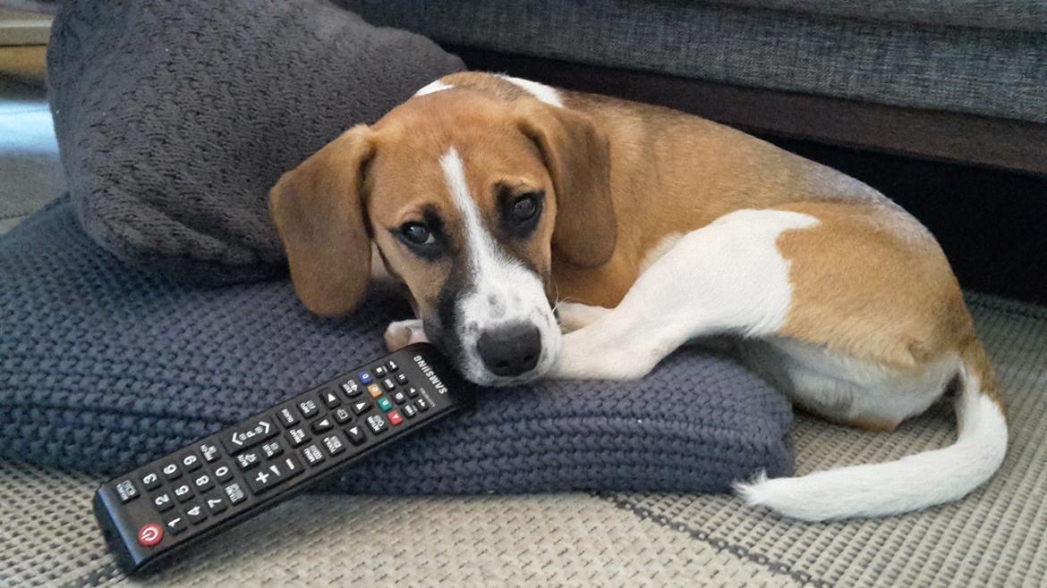 Blanding af racer Beagle/Dansk-svensk gårdhund - Egon - 5 måneder billede 1