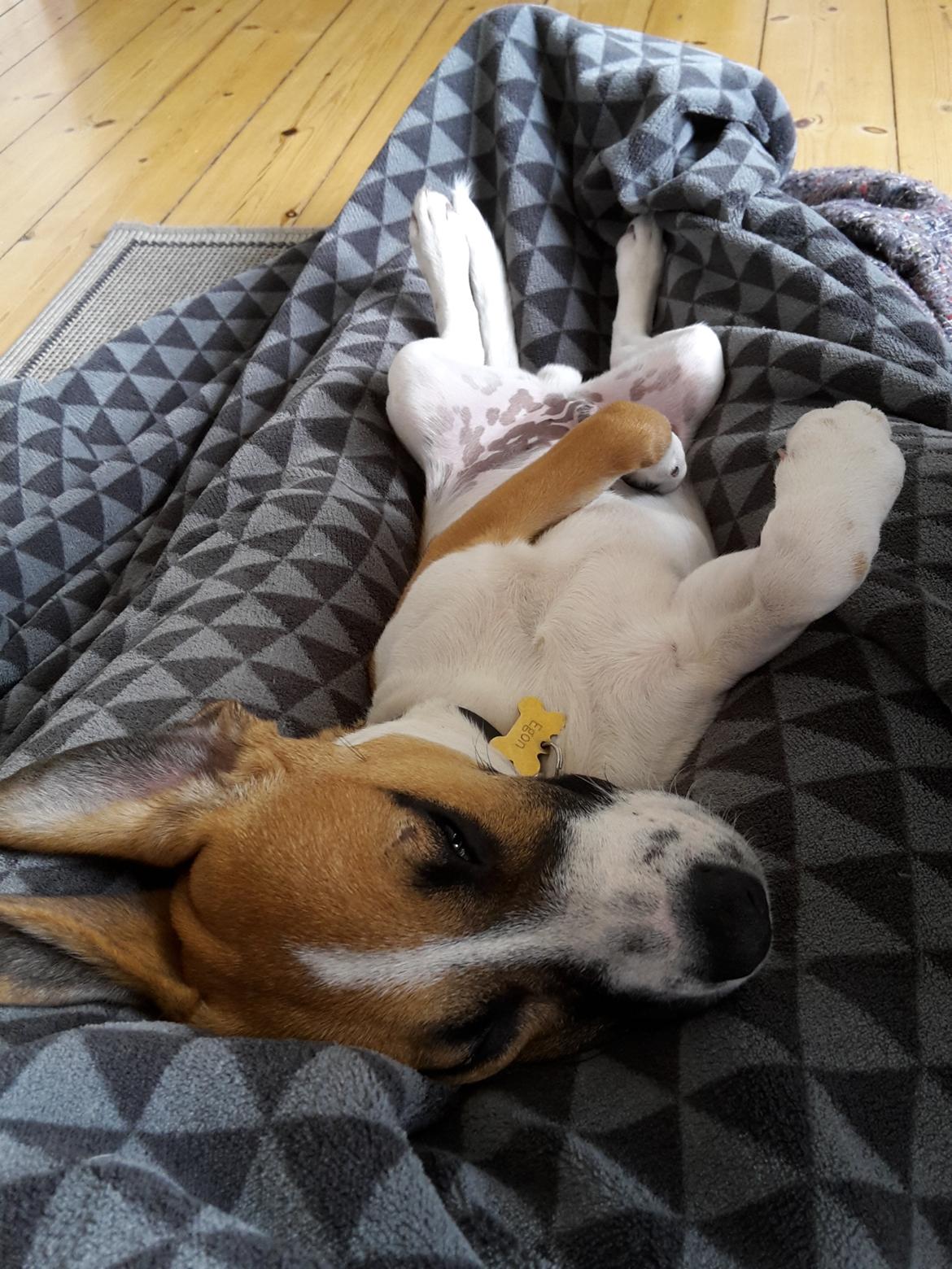 Blanding af racer Beagle/Dansk-svensk gårdhund - Egon - 5 måneder billede 8