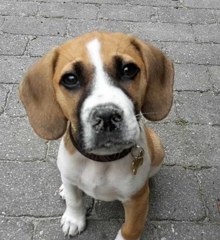 Blanding af racer Beagle/Dansk-svensk gårdhund - Egon - 3 måneder billede 6