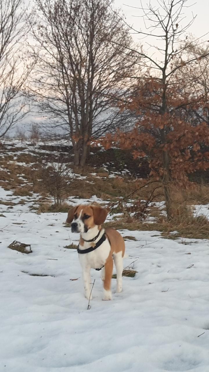 Blanding af racer Beagle/Dansk-svensk gårdhund - Egon - 8 måneder billede 10
