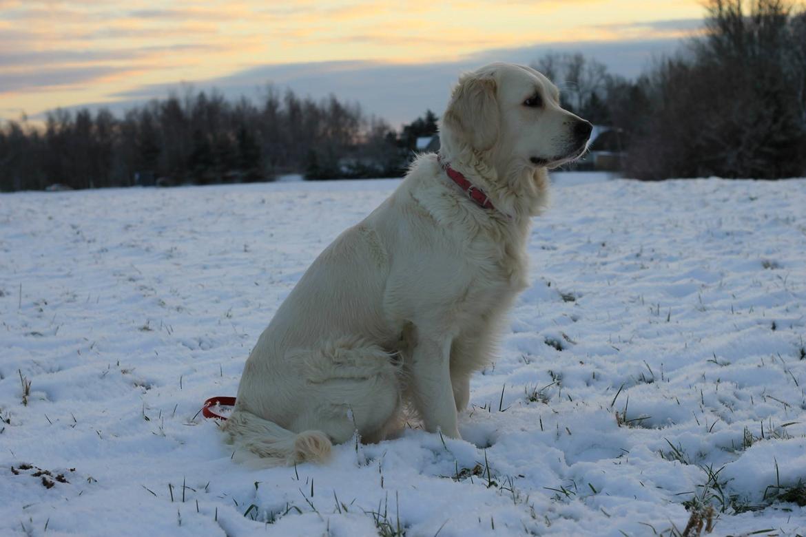 Golden retriever Peka's Chelsea billede 14