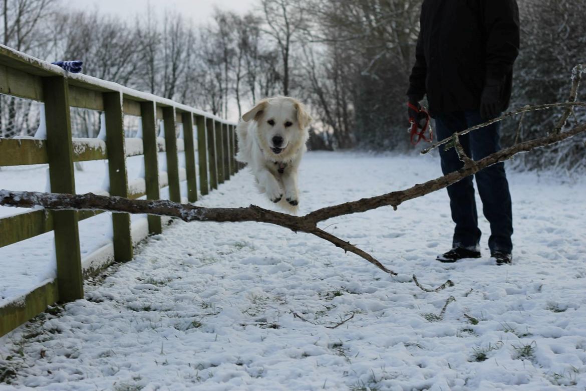 Golden retriever Peka's Chelsea billede 18