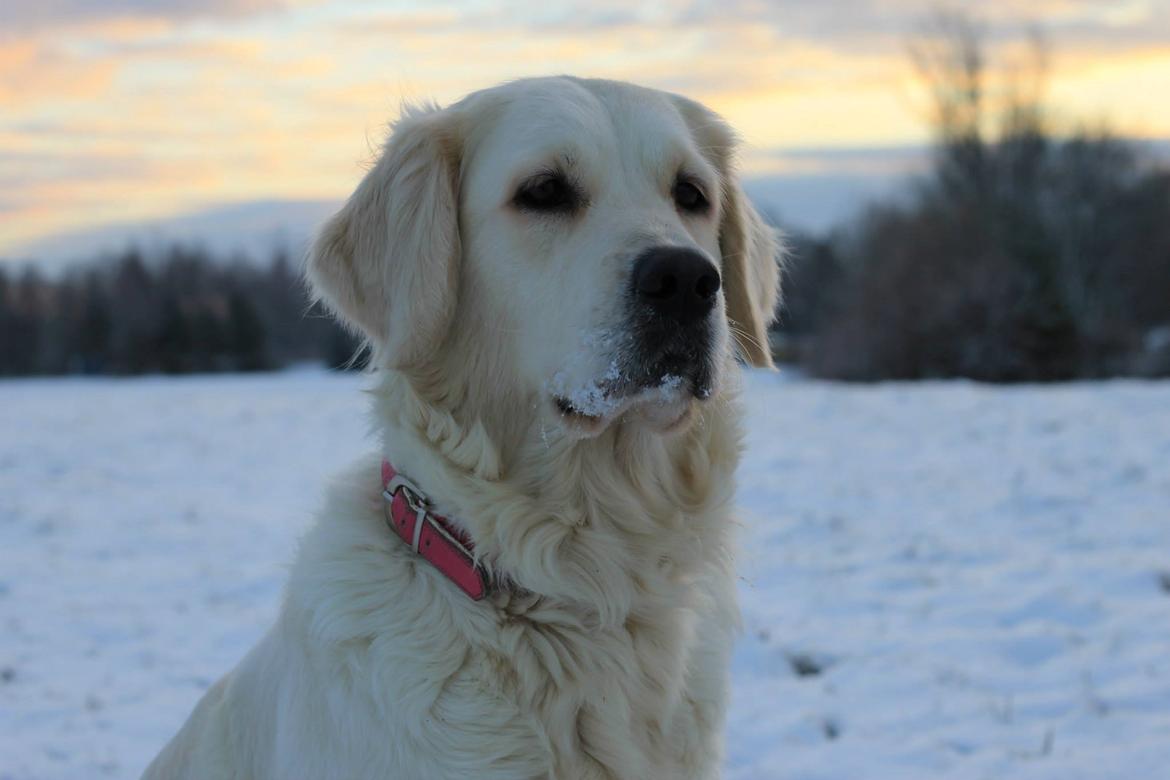 Golden retriever Peka's Chelsea billede 3