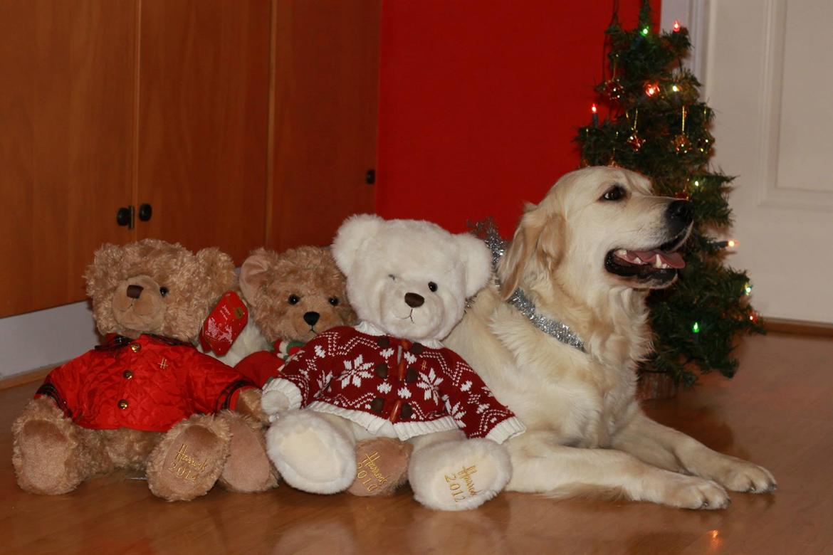 Golden retriever Peka's Chelsea billede 8