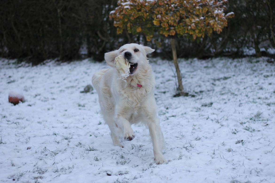 Golden retriever Peka's Chelsea billede 12