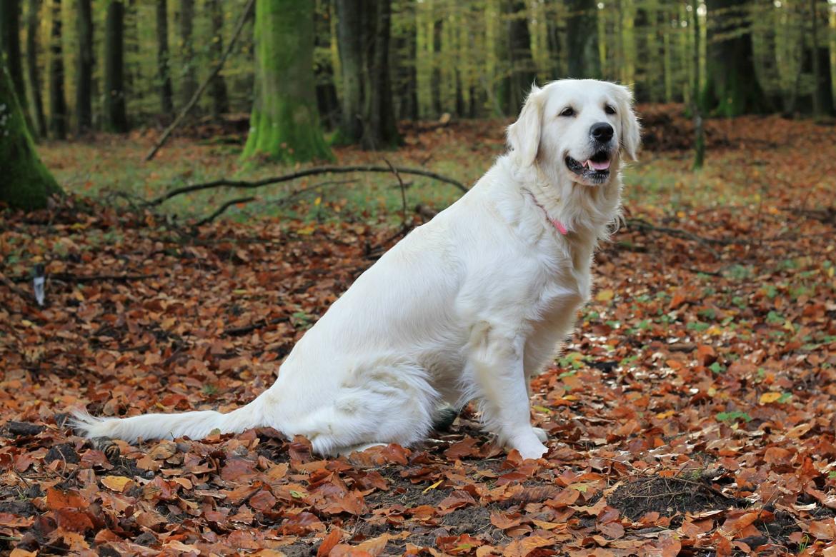 Golden retriever Peka's Chelsea billede 7