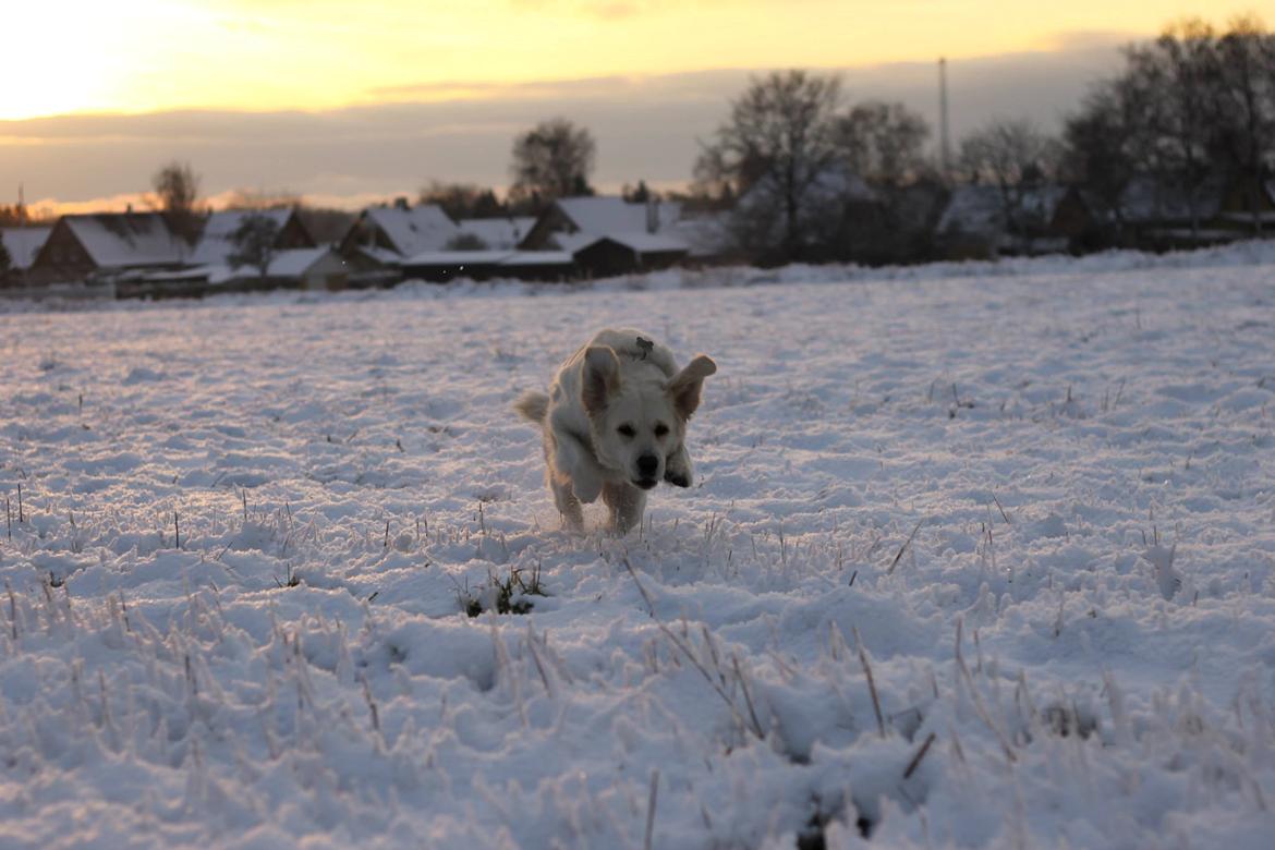 Golden retriever Peka's Chelsea billede 21