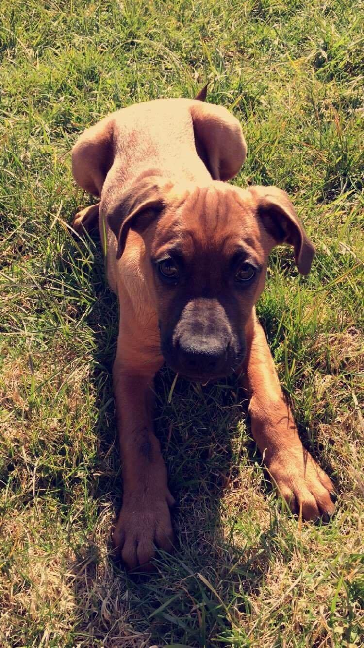 Blanding af racer Charlie billede 1