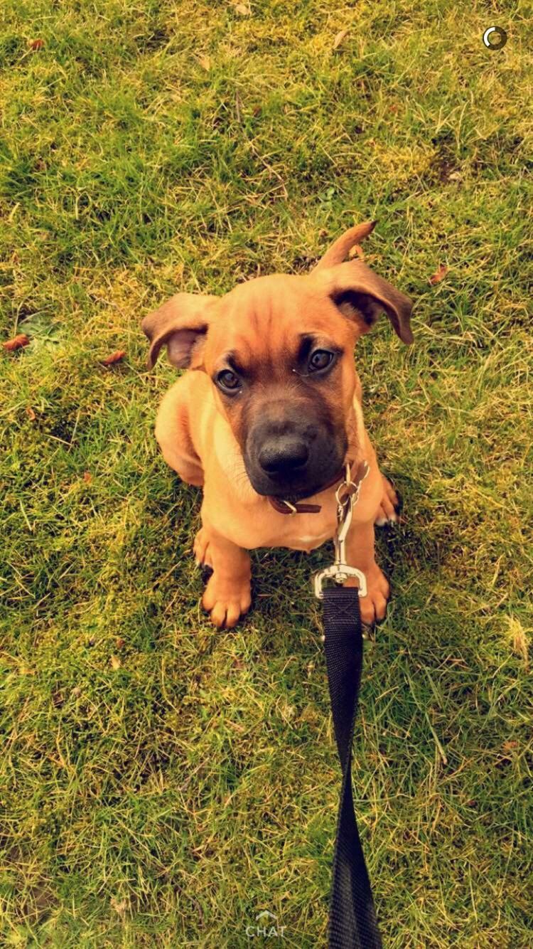 Blanding af racer Charlie billede 2