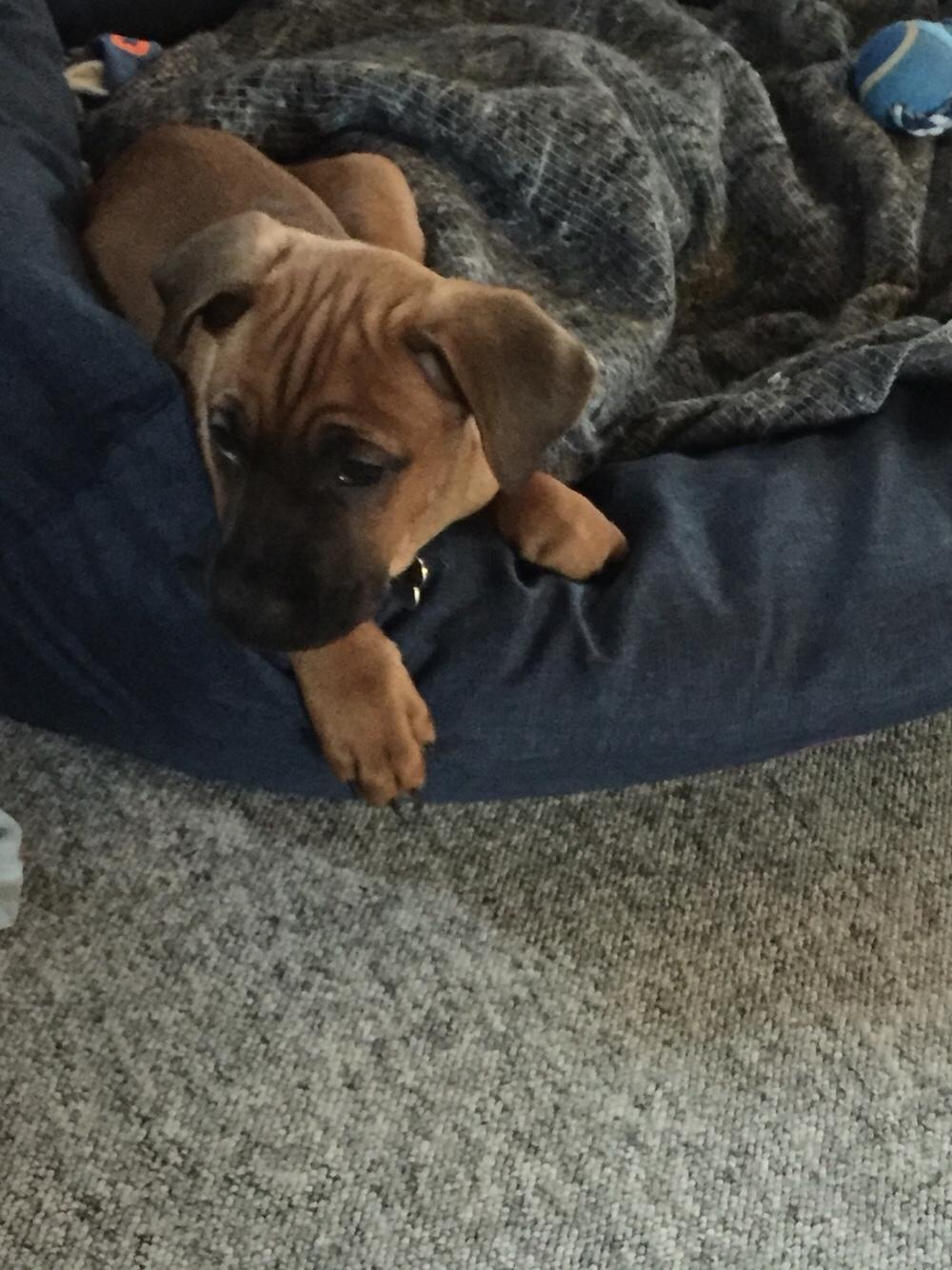 Blanding af racer Charlie billede 4