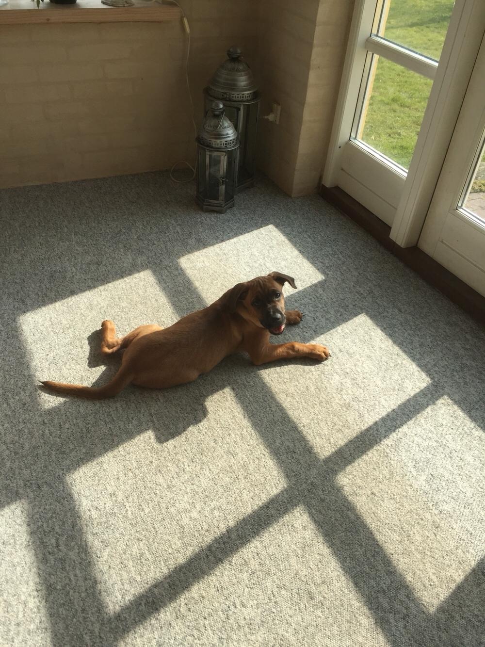 Blanding af racer Charlie billede 3