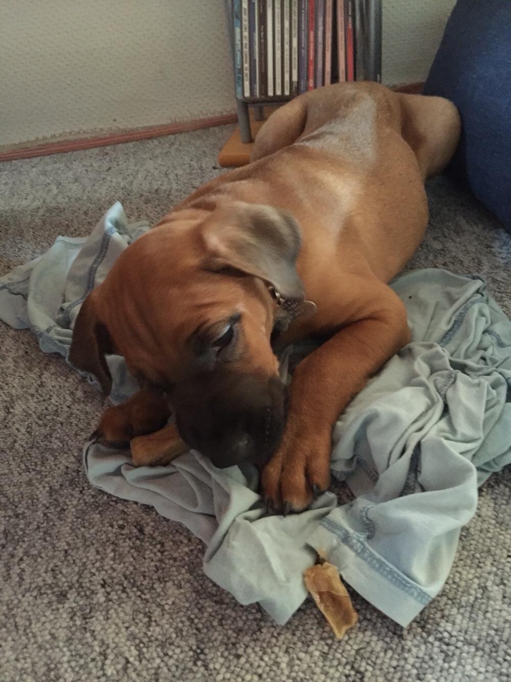 Blanding af racer Charlie billede 5