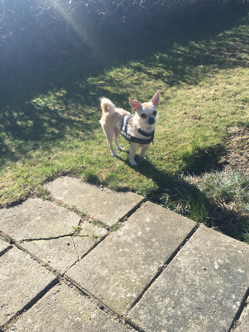 Blanding af racer Armarni billede 29