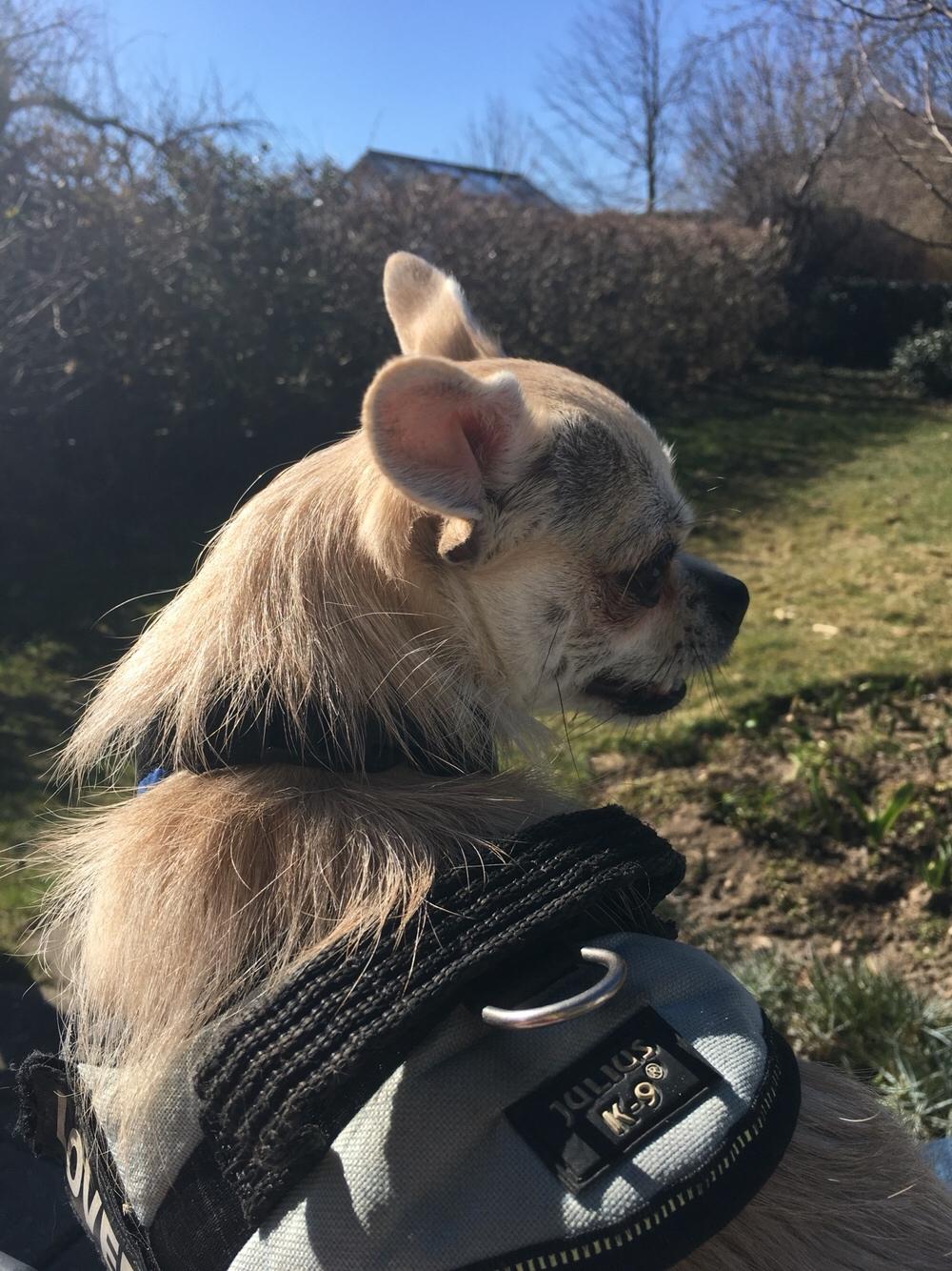 Blanding af racer Armarni billede 30