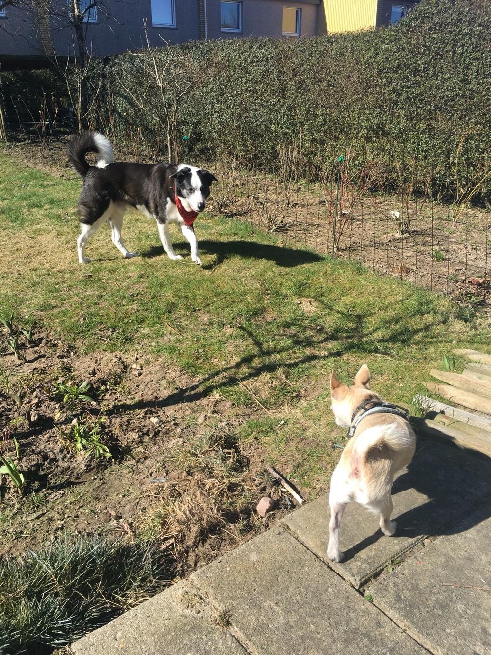 Blanding af racer Armarni billede 31