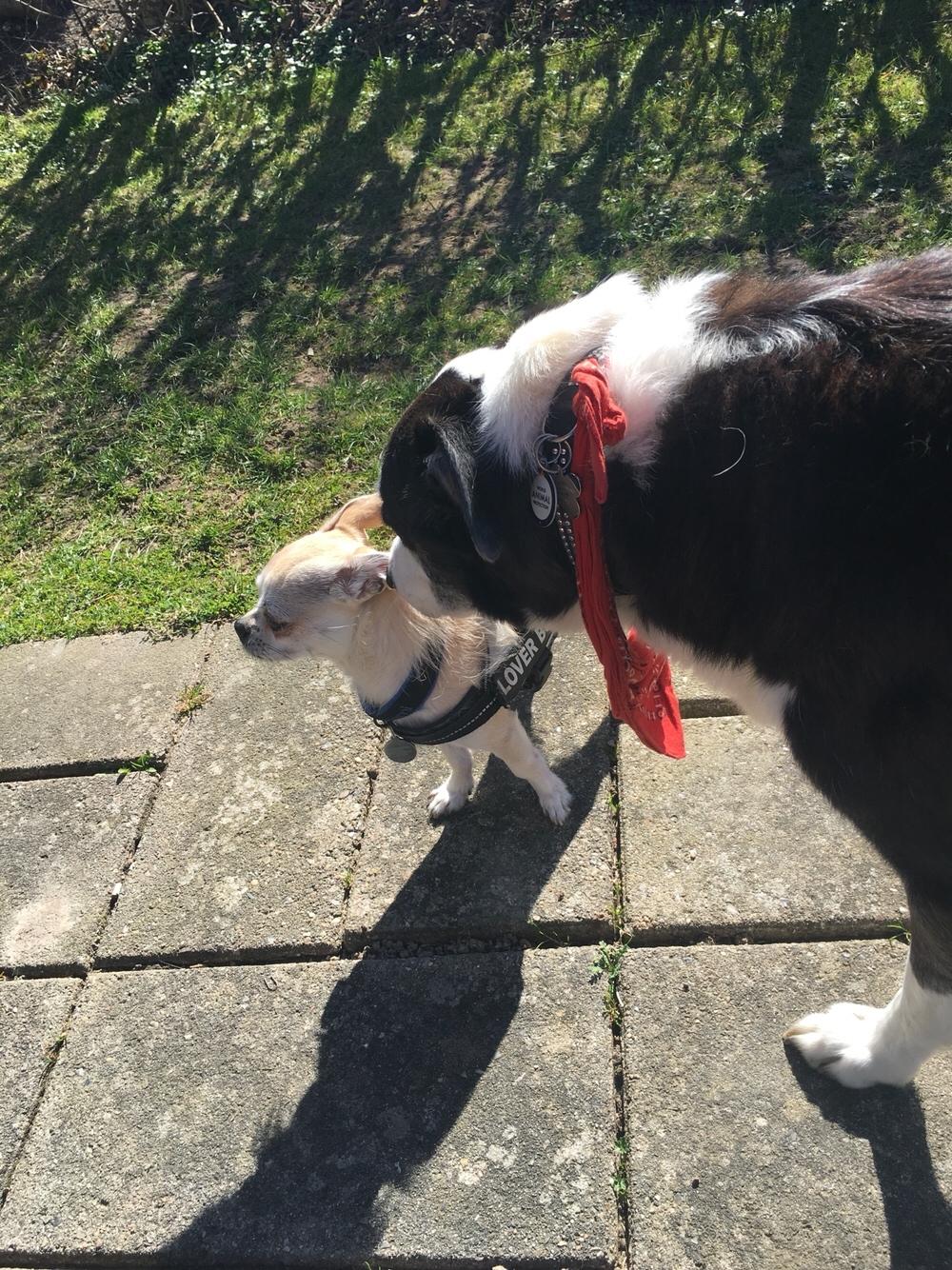 Blanding af racer Armarni billede 32