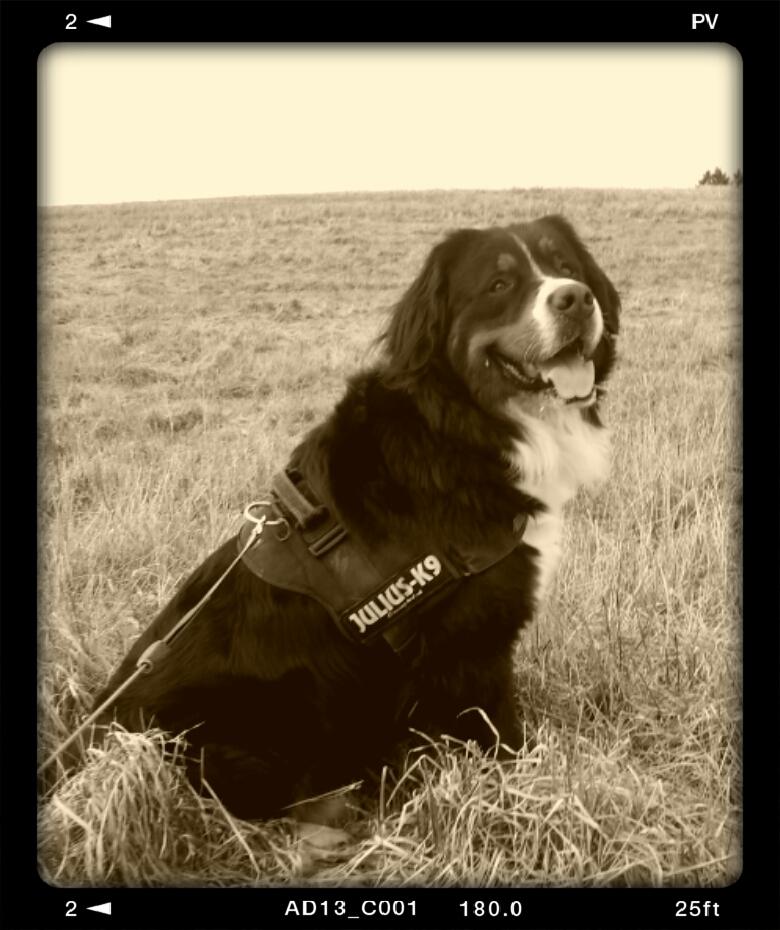 Berner sennenhund Bernermagic's Bumle billede 1