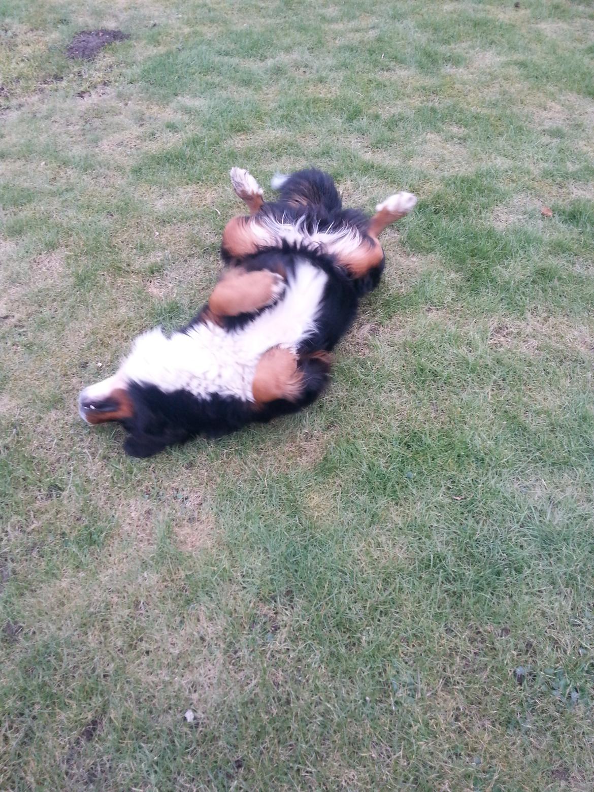 Berner sennenhund Bernermagic's Bumle billede 2