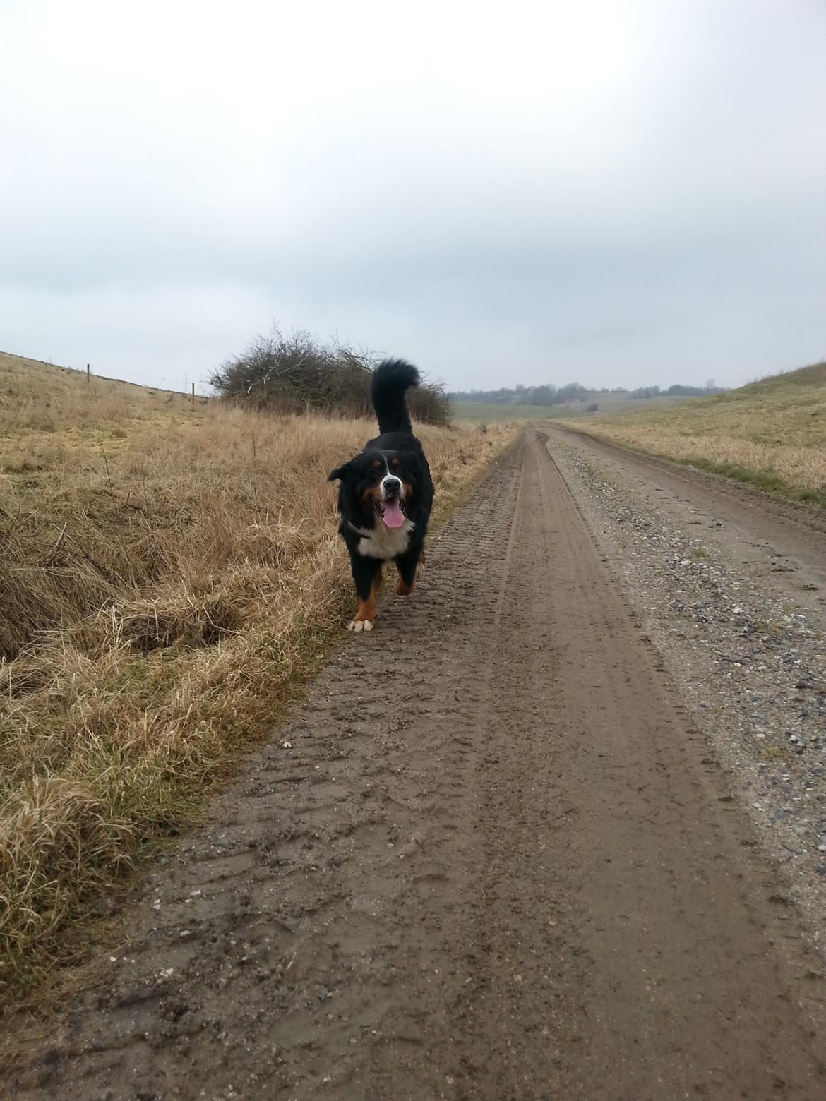 Berner sennenhund Bernermagic's Bumle billede 3