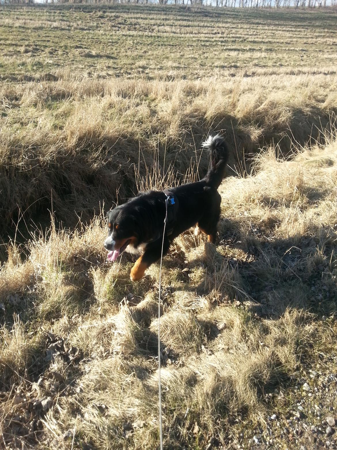 Berner sennenhund Bernermagic's Bumle billede 6