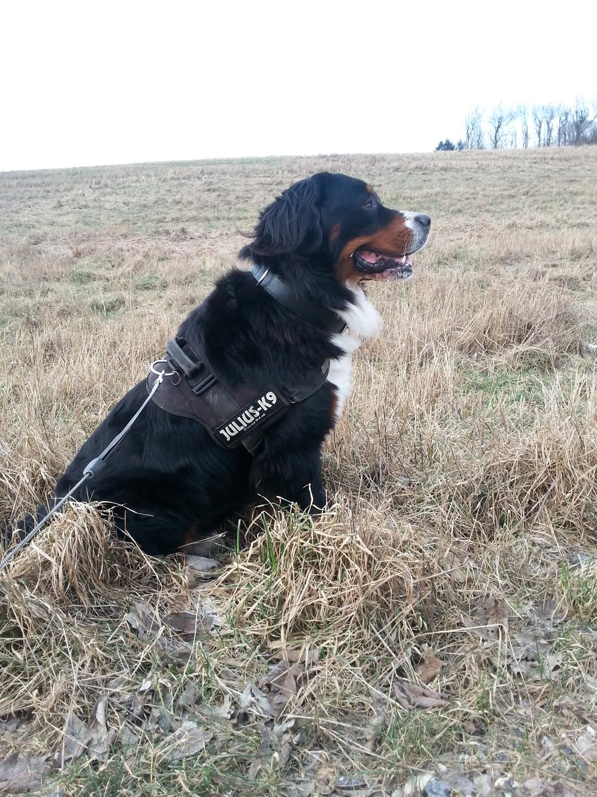 Berner sennenhund Bernermagic's Bumle billede 7