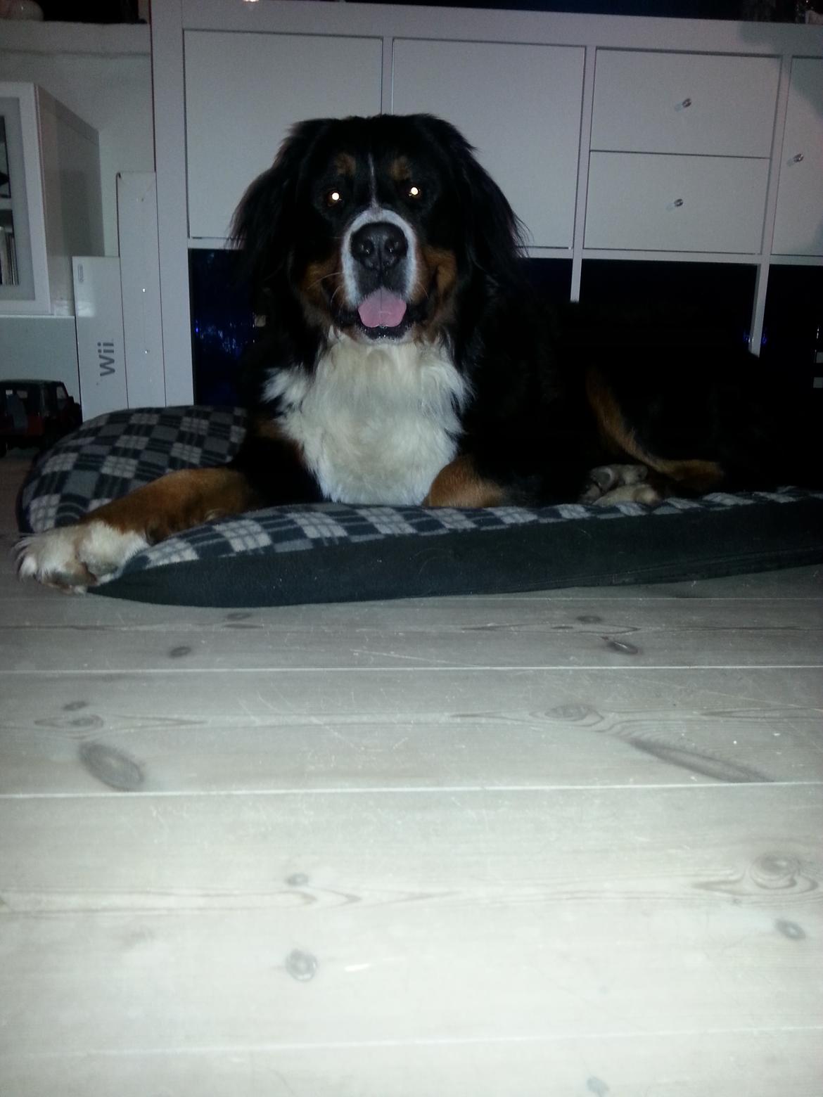 Berner sennenhund Bernermagic's Bumle billede 8