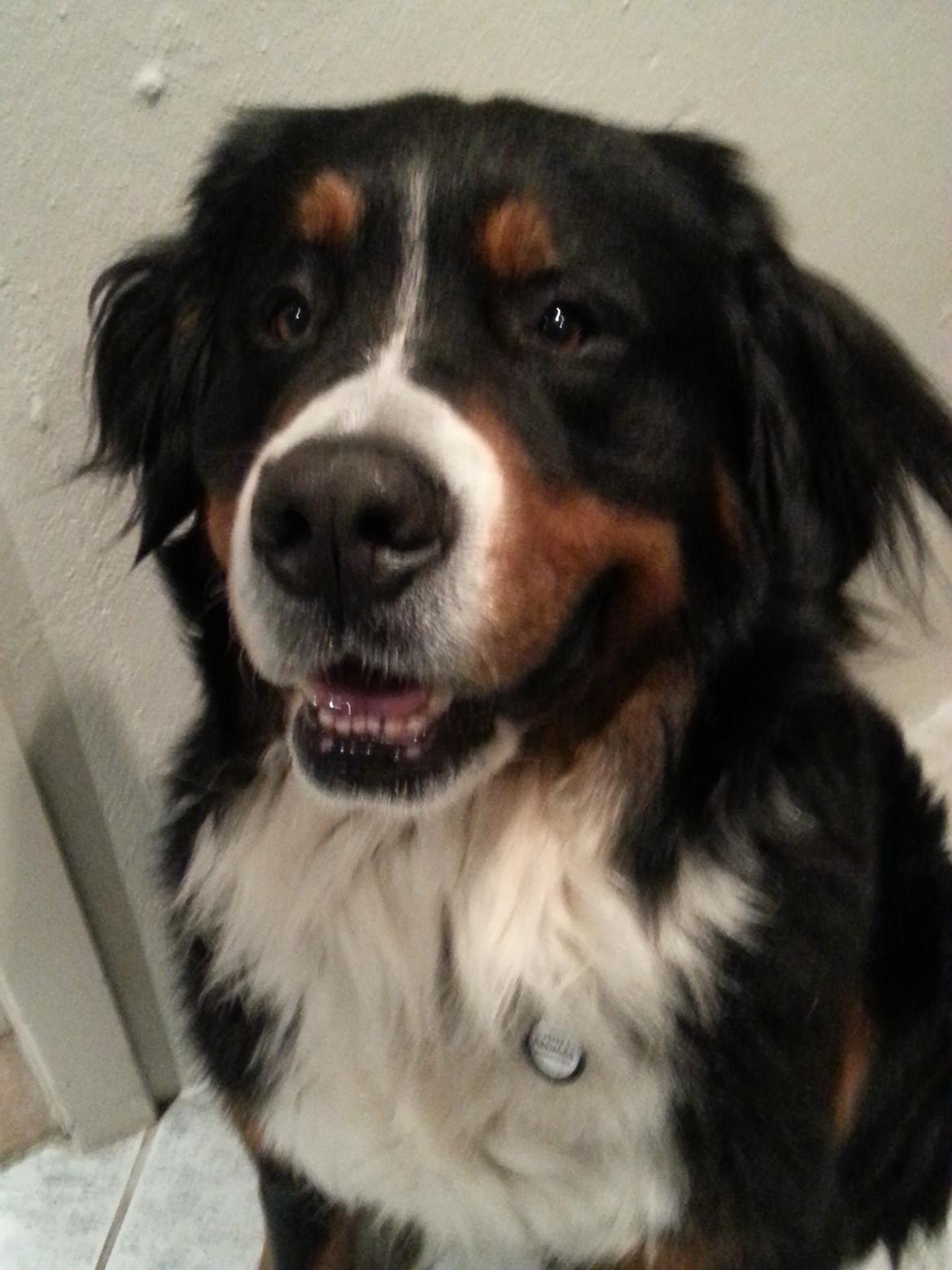 Berner sennenhund Bernermagic's Bumle billede 9