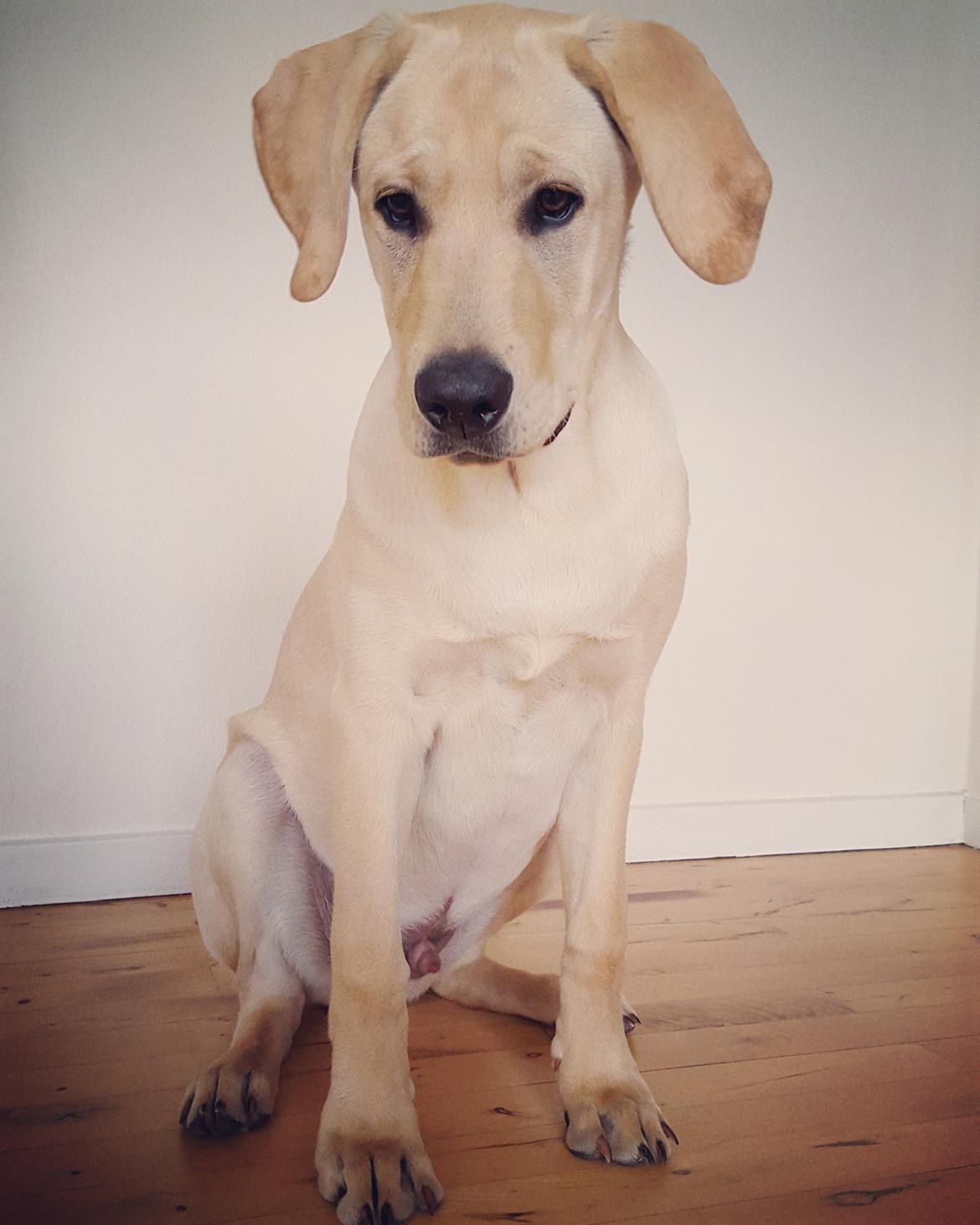 Blanding af racer Elvis *R.I.P* - 5mdr og 29,4kg 28/3-16 billede 31