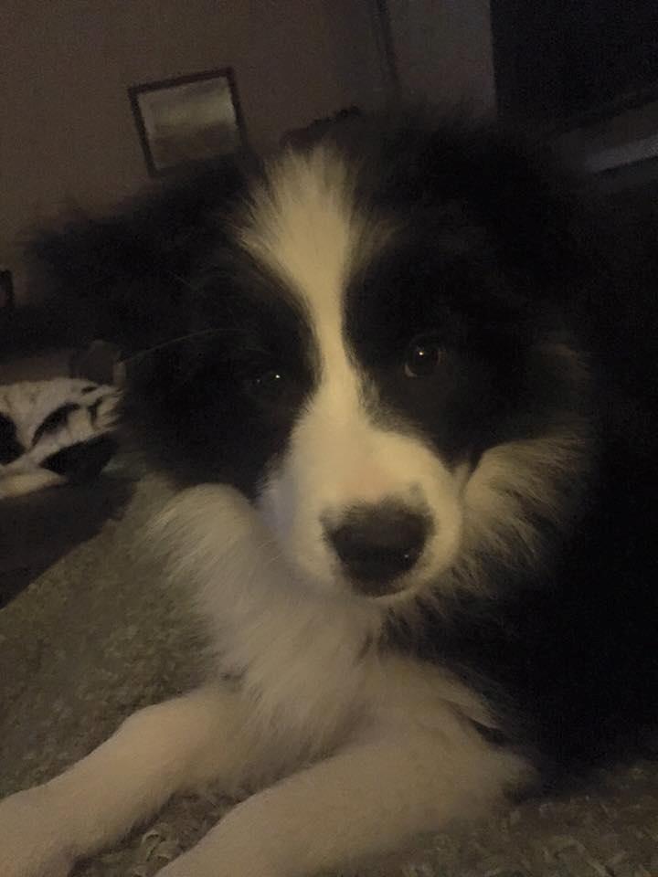 Border collie Grace Canis Can't Deny billede 2