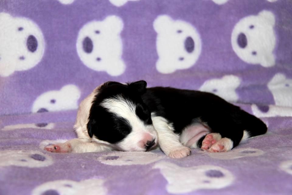 Border collie Grace Canis Can't Deny billede 3