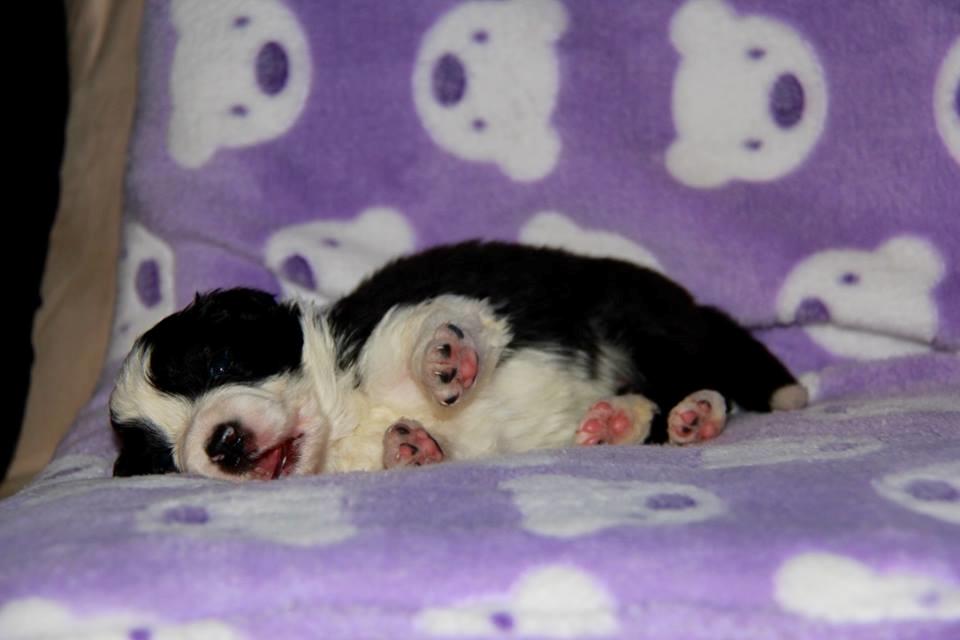 Border collie Grace Canis Can't Deny billede 4