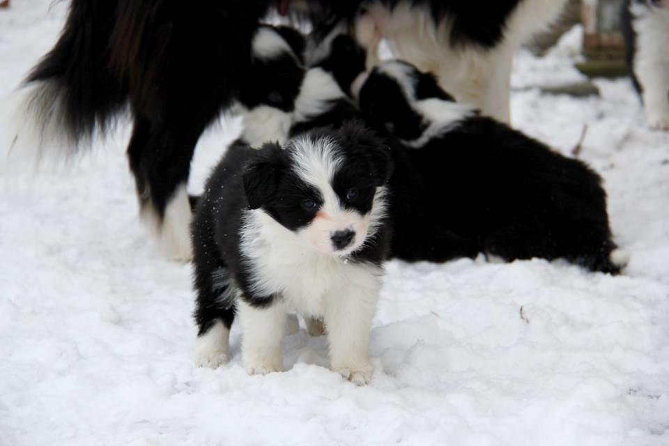 Border collie Grace Canis Can't Deny billede 5