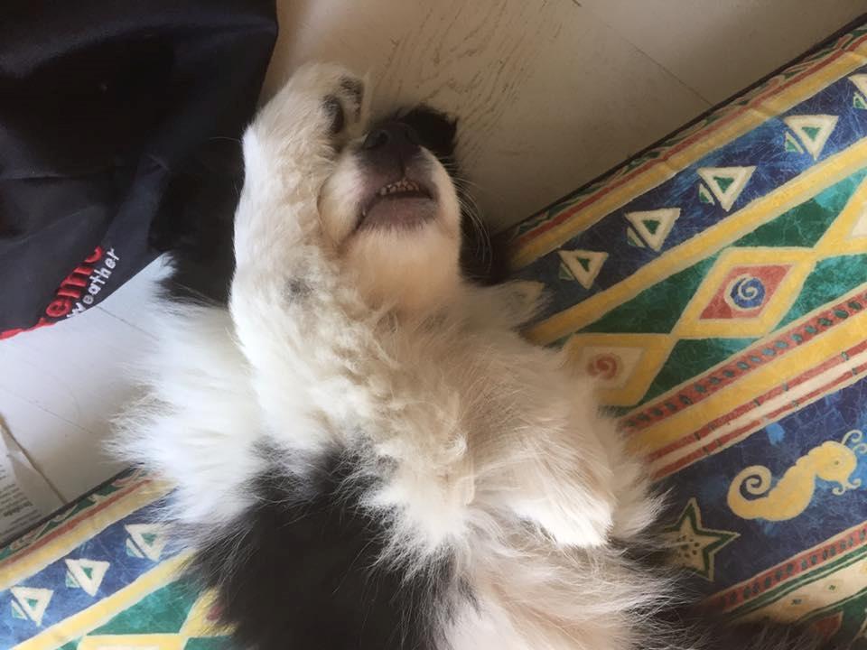 Border collie Grace Canis Can't Deny billede 6