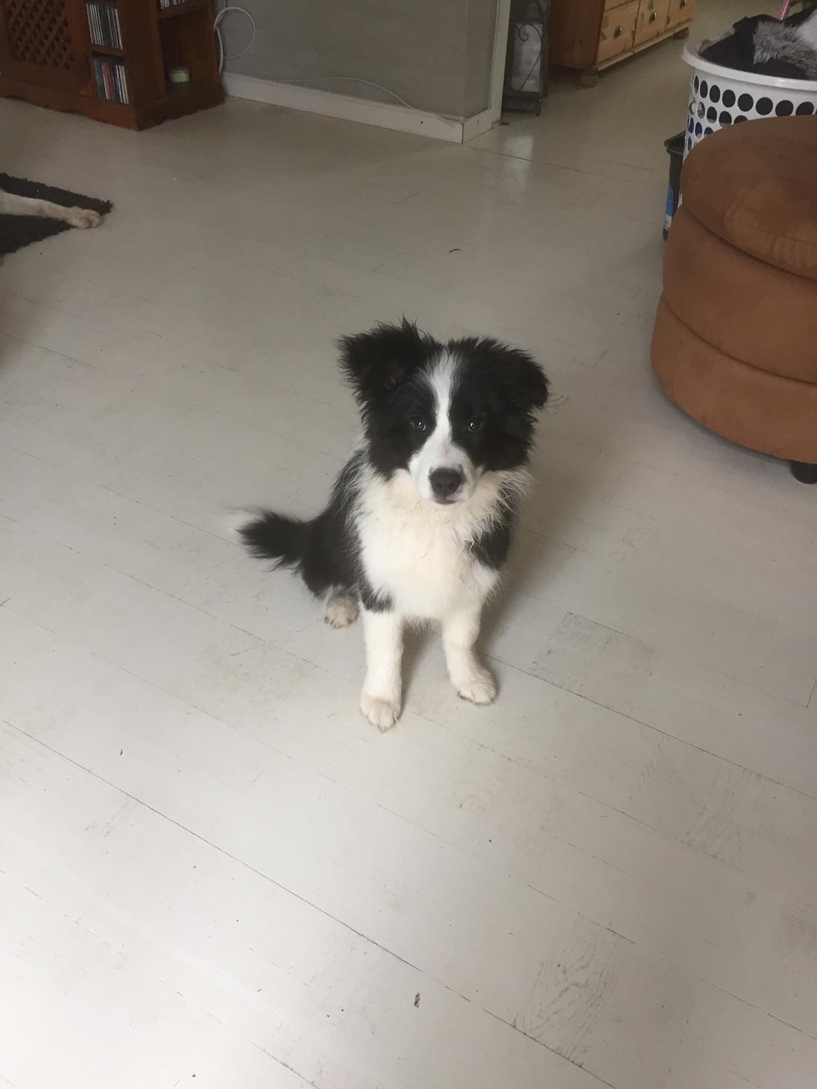 Border collie Grace Canis Can't Deny billede 7